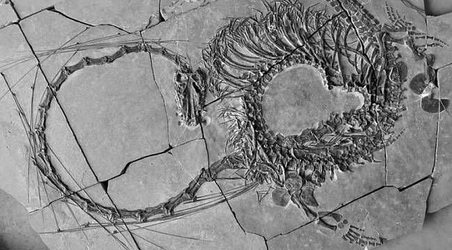 Fosilde 240 milyon yıllık 'ejderha' ortaya çıktı