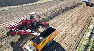 Şeker pancarı hasadı başladı