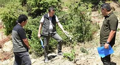 Andırın'da gelir getirici ağaçlandırma çalışmaları sürüyor