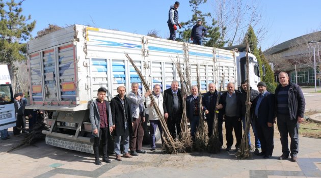 BÜYÜKŞEHİR’DEN ÇİFTÇİLERE CEVİZ FİDANI