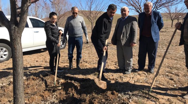 ELBİSTAN’DA KAYSI AĞAÇLARINA GİDYA UYGULAMASI