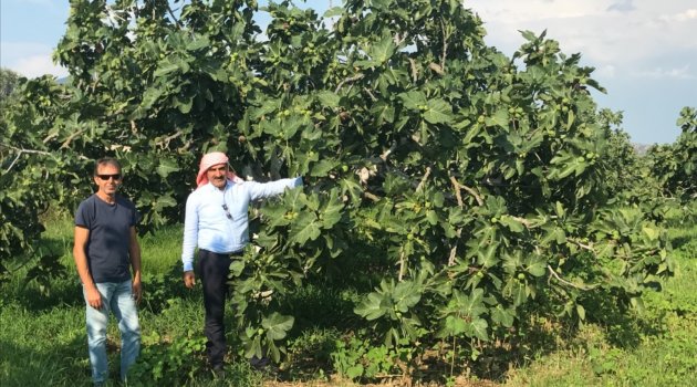 İngiliz Kraliyet ailesinin gözdesi taze siyah incirin ihracatı 29 Temmuz'da başlıyor
