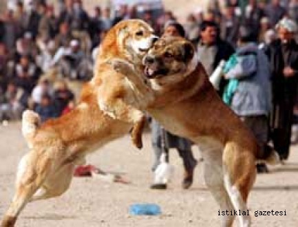 Köpek Dövüşlerine Jandarma Engel Oldu